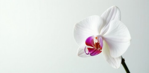 Fototapeta premium Single white orchid, showcasing intricate details, against stark white backdrop , flora, orchid flower
