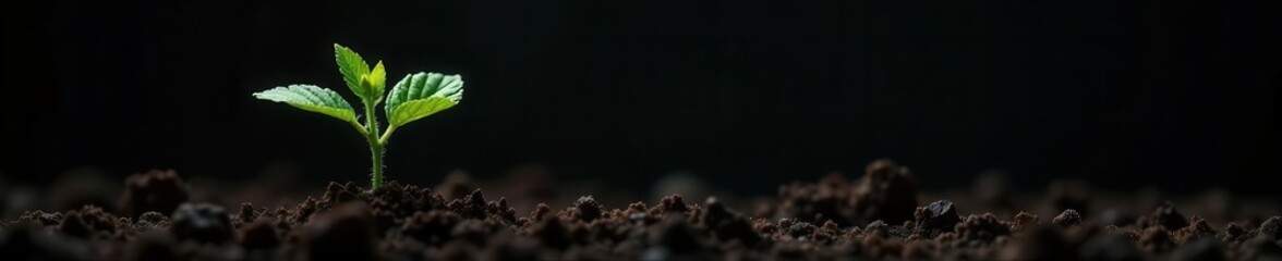 Tiny tomato plant emerges from earth, black background emphasizes vibrant green, earth, growth