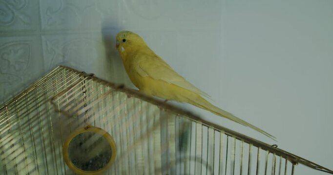 A charming yellow parakeet in its cage delights viewers with its presence