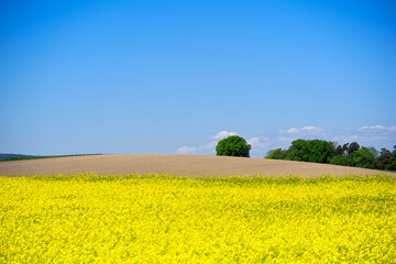 Yellow rape brassica napus L. field with hill and blue sky background at Swiss village of Oberglatt near the airport on a sunny spring day. Photo taken May 1st, 2025, Zurich Oberglatt, Switzerland.