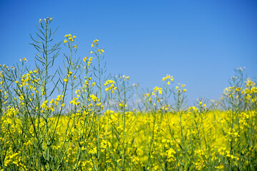 Fototapeta premium Yellow rape brassica napus L. field with blue sky background at Swiss village of Oberglatt near the airport on a sunny spring day. Photo taken May 1st, 2025, Zurich Oberglatt, Switzerland.