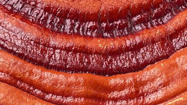 Red reishi or lingzhi mushroom, zoom out.