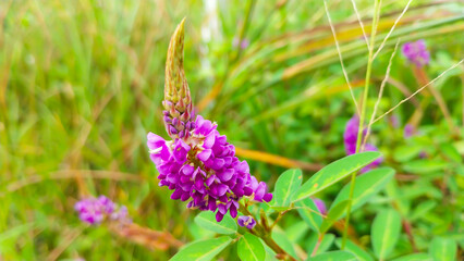 Close-Up of a Vibrant Purple Wildflower in Natural Grassland