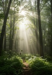 Fototapeta premium Misty Forest Sunbeams Forest Conservation Ambience