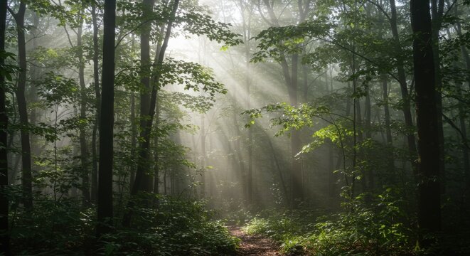 Misty Forest Sunbeams Forest Conservation Ambience