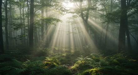 Obraz premium Misty Forest Sunbeams Forest Conservation Ambience