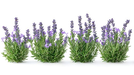 Obraz premium Lavender flowers blooming in a lush garden