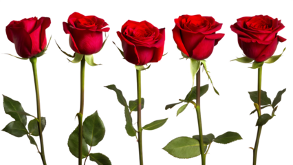 Vibrant tropical hibiscus flowers, element isolated on white background PNG