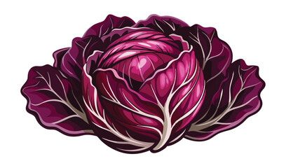 Obraz premium Fresh, raw, purple cabbage, a healthy vegetarian food ingredient, is isolated on a white background