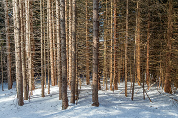 Obraz premium dead_spruces