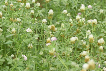 Trifolium alexandrinum, In the wild, mountain clover (Trifolium montanum) grows among the grasses,...