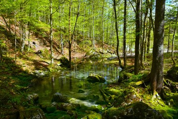 Pond in a temperate, deciduous, broadleaf forest in Krma, Slovenia