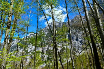 Beech trees in a mountain deciduous, broadleaf forest in Krma valley in Julian alps, Slovenia