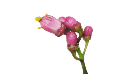 Fototapeta premium Lemon bud isolated on white background, clipping path