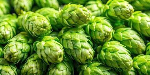 Obraz premium Close-up background of fresh green beer hops in a brewery, agricultural, green hops