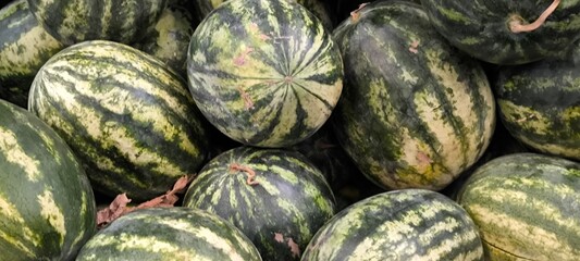 Fresh watermelon from the orchard. Agricultural products.