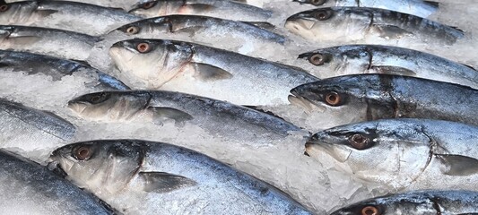 Fresh fish in the fresh market on ice. fish caught from fishing.
