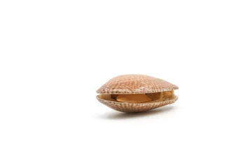 Closed up fresh baby clams. venus shell. shellfish. carpet clams. short necked clams. as raw food from the sea are the seafood ingredients. fresh clams Background.