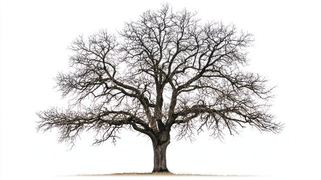 Leafless tree with thick trunk and branches reaching outward on white background.