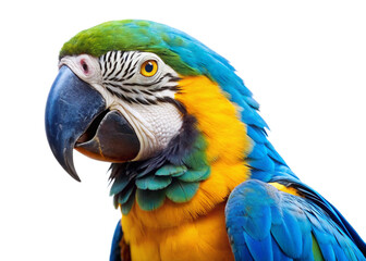 Blue-and-yellow Macaw isolated on white background