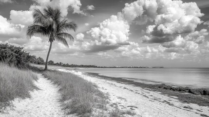Monochromatic coastal path leading to a tranquil beach.