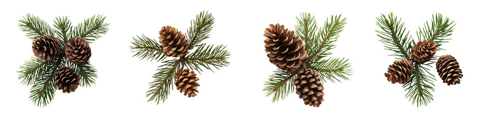 Pine tree branches with pine cones in winter