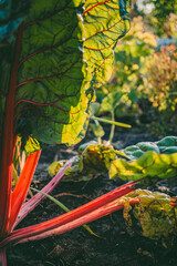 Large chard plants with vibrant green leaves and red stems grow in a sunlit garden.
