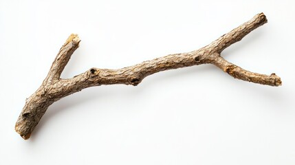 Fototapeta premium Macro shot of an old, brittle willow twig with intricate grain patterns, white background