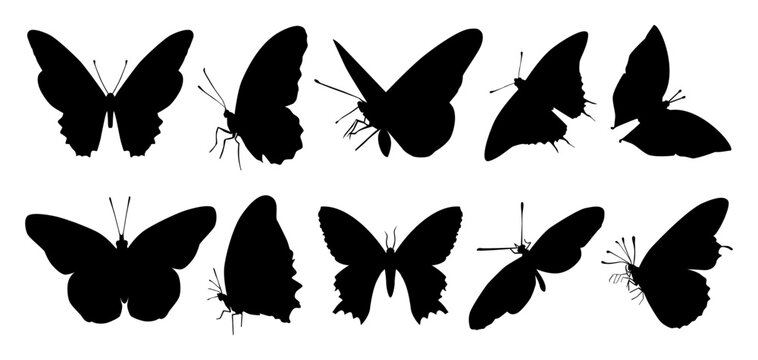 Various type of  silhouette butterfly illustration set isolated
