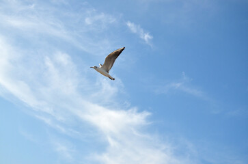 Fototapeta premium One seagull in flight on blue sky with light clouds background. Wild birds, fauna, nature ,wildlife, freedom.