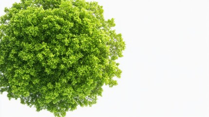 Fototapeta premium Lush green tree canopy overhead view isolated on white