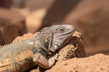 A close-up image of a wild green iguana that is resting on a sandy background. Head shot of a Green...
