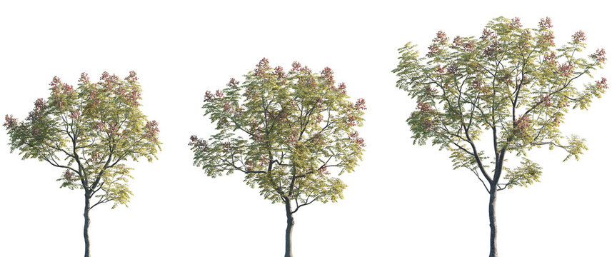 Set of Koelreuteria paniculata (common names goldenrain tree, pride of India, China tree, the varnish tree) frontal set street trees isolated png on a transparent background perfectly cutout