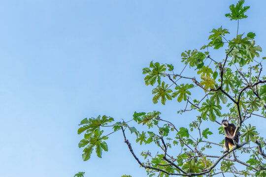 Spider Monkey in Tropical Tree Branches Reaching into Blue Sky in Costa Rica