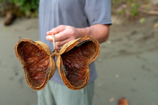 Person Holding Large Dried Jungle Seed Pod