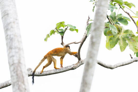 Fototapeta Squirrel Monkey Walking Across Bright Forest Branch in Costa Rica