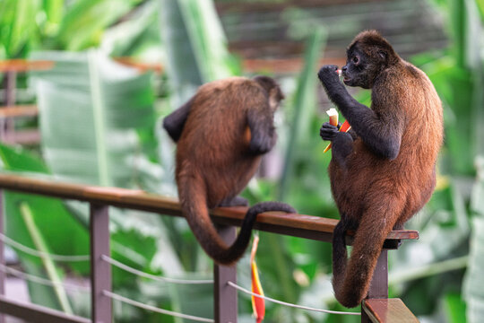 Spider Monkeys Interacting on Jungle Railing, Costa Rica