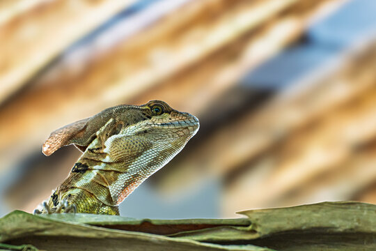 Basilisk lizard close-up with abstract background