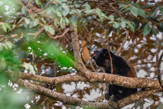 Howler Monkey Perched in Jungle Tree
