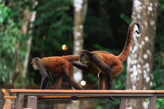 Spider Monkey Walking with Raised Tail on Jungle Floor