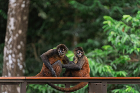 Spider Monkeys Resting Together in the Jungle