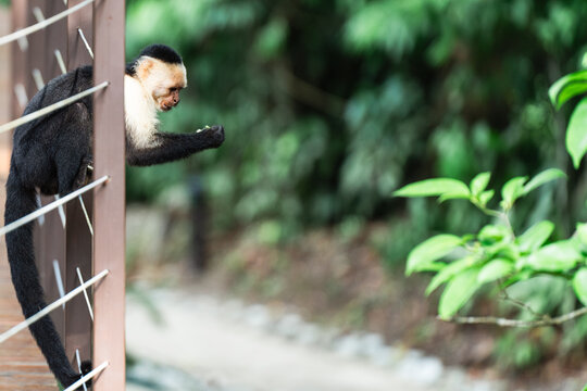 Capuchin Monkey Peeking Around Forest Post in Costa Rica