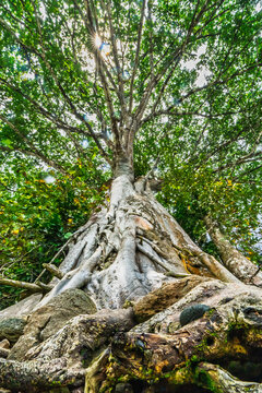 Towering Jungle Tree with Sprawling Root System