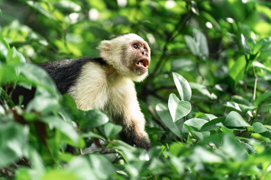 Capuchin Monkey Vocalizing in the Jungle