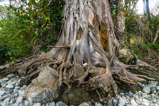 Exposed Tree Roots in Costa Rican Jungle