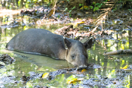 Closeup of Wild Tapir Sleeping in Jungle Pool