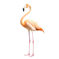 Fototapeta premium Standing flamingo isolated on transparent background