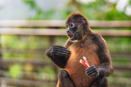 Spider Monkey Reacting with Surprise in the Rainforest