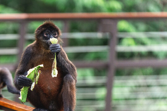 Spider Monkey Snacking in the Osa Peninsula