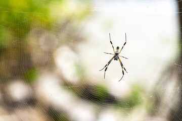 Golden Orb Weaver Spider in Costa Rica

